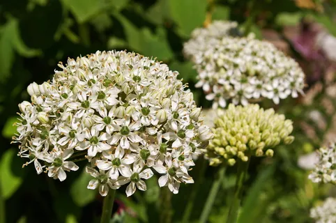 观赏洋葱、白色齐尔劳、开花、开花、自然、香脆、花、植物