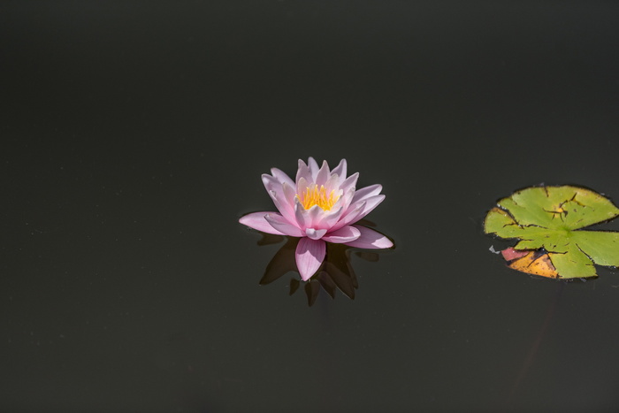 水体上的粉红色莲花