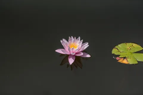 水体上的粉红色莲花