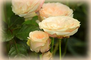 选择性聚焦摄影，白色花瓣花朵，玫瑰，玫瑰，花朵，玫瑰