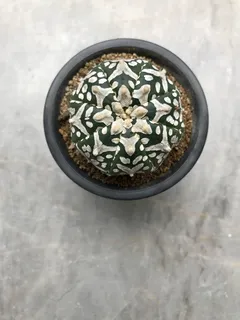 仙人掌, 植物, 绿色, 白, 花园, 设计, 室内植物, 干