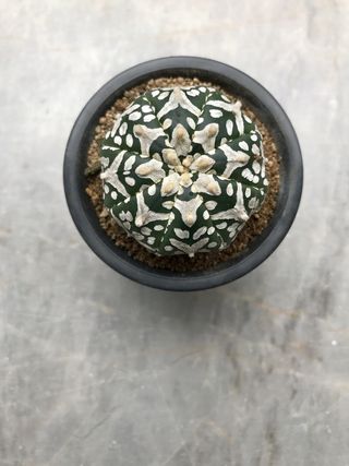 仙人掌, 植物, 绿色, 白, 花园, 设计, 室内植物, 干