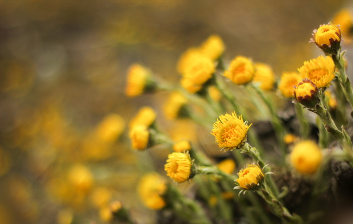 tussilago farfara, 鲜花, 药用植物, tussilago, 春天的花朵, 春天, 黄色, 早布卢默