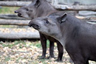 tapirs，动物，后来，tapirus terrestris，动物园，自然，活的自然，不是人