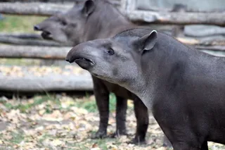 tapirs，动物，后来，tapirus terrestris，动物园，自然，活的自然，不是人