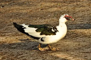 番鸭，鸭子，动物，鸟，水鸟，水鸟，家鸭，家养