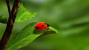 瓢虫，瓢虫，昆虫，虫子，叶子，绿色，白色，红色