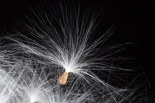 马利筋，种子，离开，春天，开始，藤蔓植物，自然，美丽