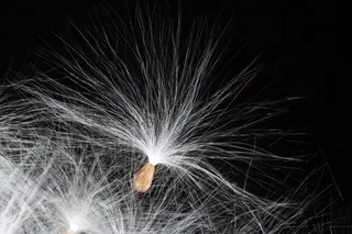 马利筋，种子，离开，春天，开始，藤蔓植物，自然，美丽