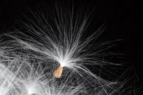 马利筋,种子,离开,春天,开始,藤蔓植物,自然,美丽 马利筋,种子,离开,春天,开始,藤蔓植物,自然,美丽