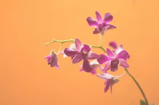 粉色兰花，粉色，花朵，摄影，紫色，自然，橙色，花朵