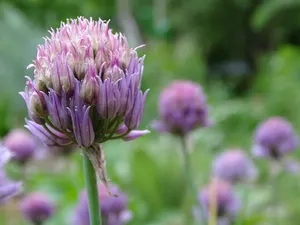韭菜，韭菜花，烹饪药草，药草园，花，开花植物，脆弱性，脆弱性