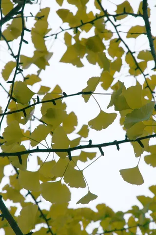 银杏叶, 叶子, 药用, 草本植物, 分支机构, 银杏, 银杏叶