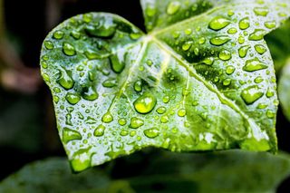 雨，床单，蔬菜，绿色，自然，春天，叶子，雨滴