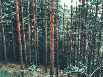 保加利亚, 班斯科, 松树, 树, 自然, 绿色, 森林, 树