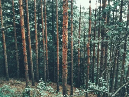 保加利亚, 班斯科, 松树, 树, 自然, 绿色, 森林, 树