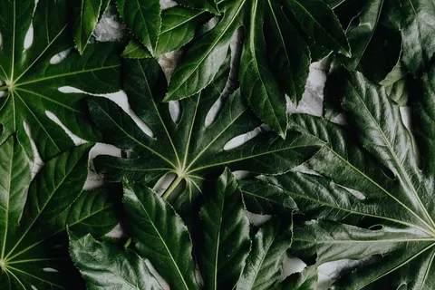 阿拉利亚叶 阿拉利亚叶