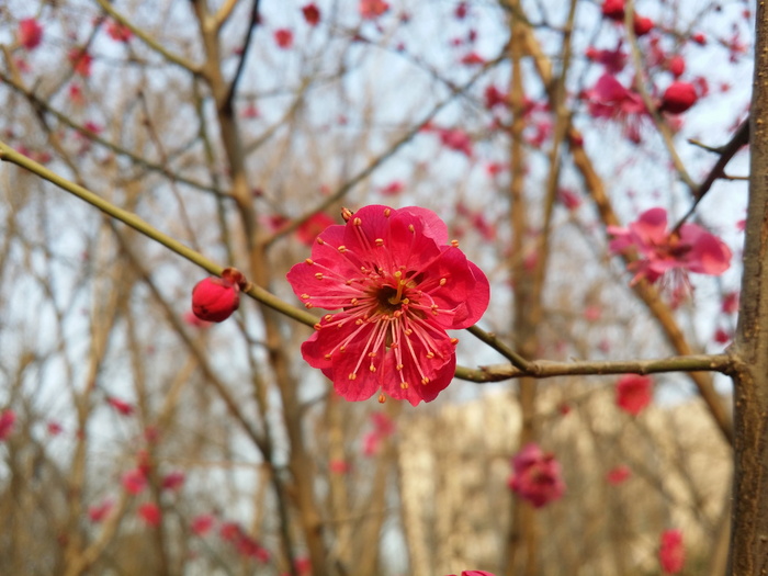 梅花，梅花，红梅，梅杏花，春花，花，开花植物，植物