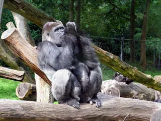 祈祷的大猩猩, 大猩猩, 动物园, 灵长类动物, 野生动物, 野生动物, 哺乳动物, 树