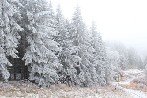 白雪覆盖的松树 白雪覆盖的松树