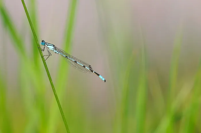 蓝蜻蜓