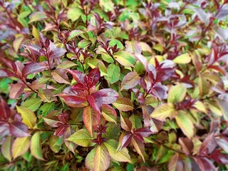 树叶，秋天，秋天，季节，十月，红色，五颜六色，生机勃勃