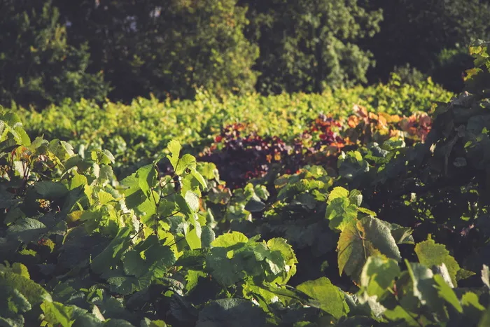 威尔士，英国，葡萄园，葡萄，葡萄酒，粉色，红色，白色