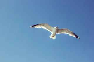 法国，尼斯，飞行，鸟类，夏天，海鸥，动物，野生动物