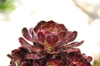 植物，肥母鸡，厚膜温室，宏观，特写，新鲜度，食品和饮料，食品