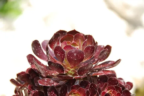 植物,肥母鸡,厚膜温室,宏观,特写,新鲜度,食品和饮料,食品 植物,肥母鸡,厚膜温室,宏观,特写,新鲜度,食品和饮料,食品