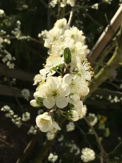 梅花,梅花,朝阳,春天,大自然,花茎,梅花,花朵 梅花,梅花,朝阳,春天,大自然,花茎,梅花,花朵