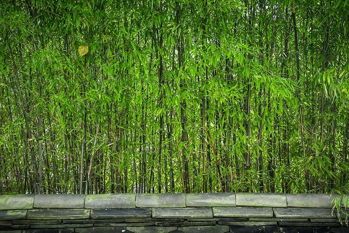 绿色的竹子、竹子、木头、植物、大自然、直线、树叶、屋顶瓦