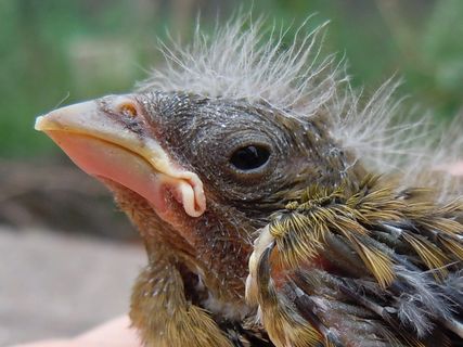 幼鸟，鸟，驴，绿雀，幼鸟，一种动物，特写，动物主题