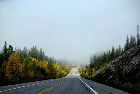 景观、小径、中间、森林、自然、景观、树木、树林 景观、小径、中间、森林、自然、景观、树木、树林