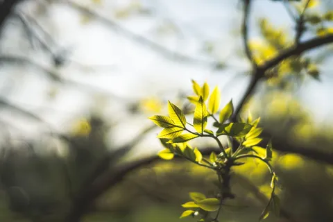 绿叶的选择性聚焦照片 绿叶的选择性聚焦照片