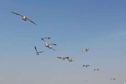 海鸟，海，大连，飞行，鸟，动物群，脊椎动物，动物