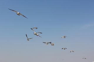 海鸟，海，大连，飞行，鸟，动物群，脊椎动物，动物