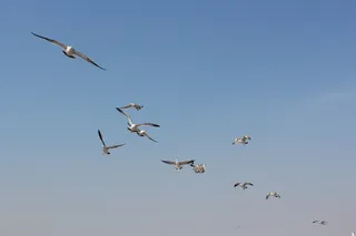 海鸟，海，大连，飞行，鸟，动物群，脊椎动物，动物