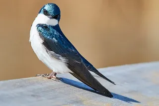 灰色木板上的蓝白麻雀