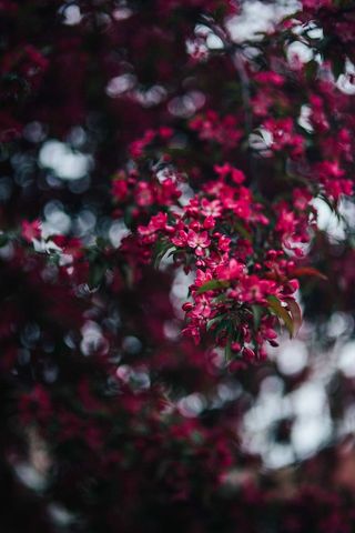 可爱的粉色花朵从树枝上盛开