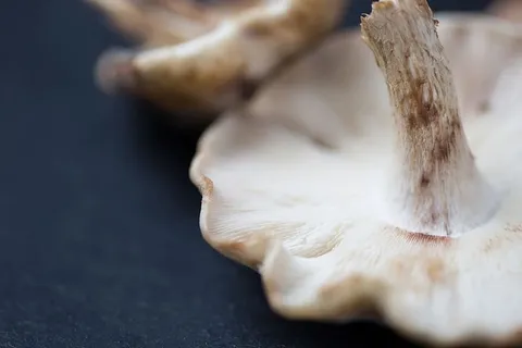 一个新鲜森林蘑菇的宏观照片 一个新鲜森林蘑菇的宏观照片