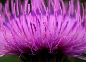 bloom，bloom，macro，garden，flowers，plant，紫色，紫色