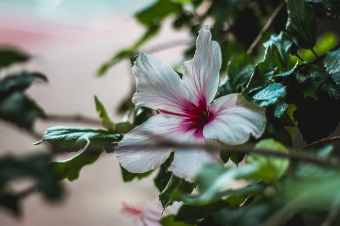 白色和粉色芙蓉花的特写照片