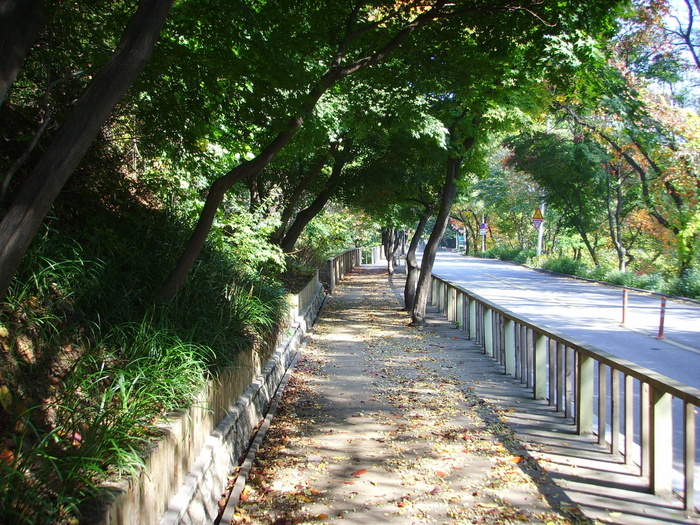 韩国，道路，景观，风景，自然，植物，树木，前进的道路