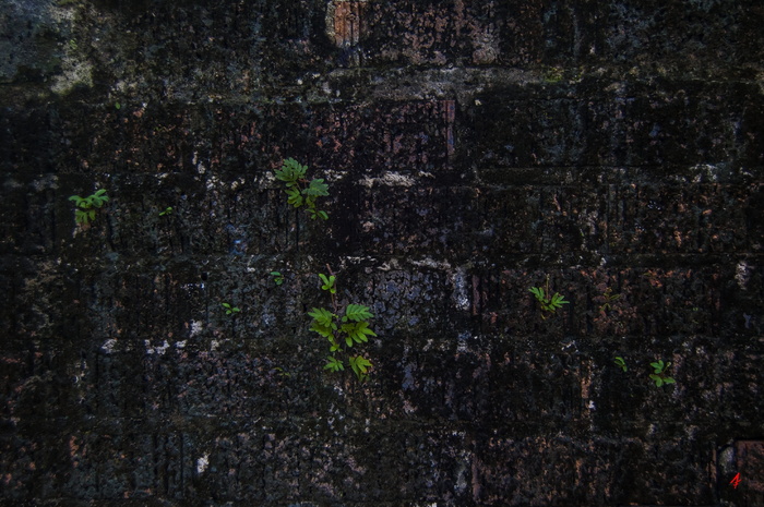 砖墙, 藻类, 墙上, 老, 砖, 质地, 图案, 脏