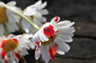 停止年轻人自杀，黛西流血，悲剧，铁路，学校压力，考试压力，学业压力，停止学校虐待