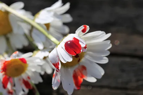 停止年轻人自杀,黛西流血,悲剧,铁路,学校压力,考试压力,学业压力,停止学校虐待 停止年轻人自杀,黛西流血,悲剧,铁路,学校压力,考试压力,学业压力,停止学校虐待