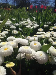 floriade，堪培拉，act，澳大利亚，花，植物，开花植物，脆弱性