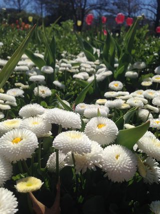 floriade，堪培拉，act，澳大利亚，花，植物，开花植物，脆弱性