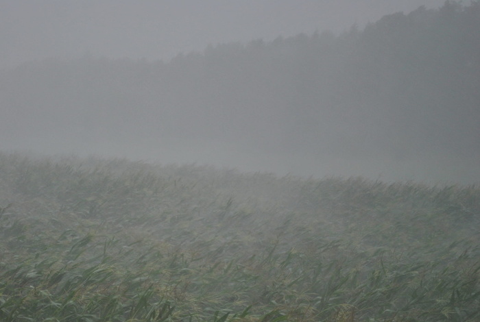 雷雨、倾盆大雨、前进、下雨、阴沉、天气现象、风暴、情绪